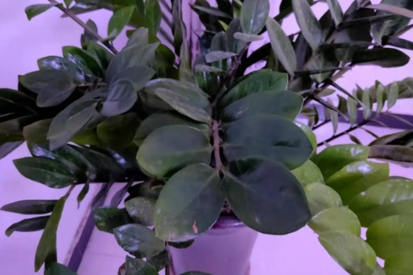 摇钱树多久浇一次水,不同季节的浇水方法不同