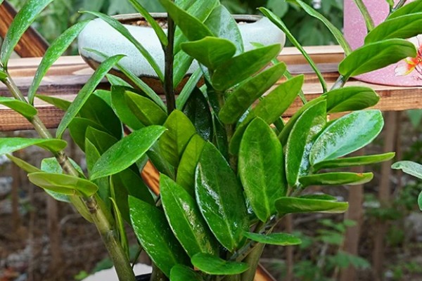 摇钱树多久浇一次水,不同季节的浇水方法不同