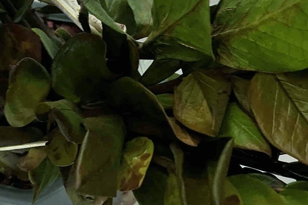 摇钱树多久浇一次水,不同季节的浇水方法不同