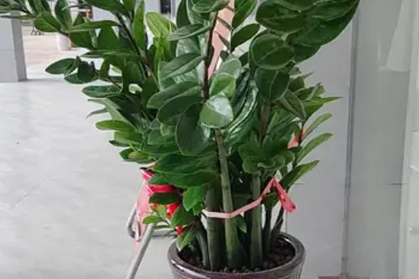 摇钱树多久浇一次水,不同季节的浇水方法不同