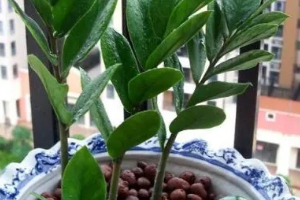摇钱树多久浇一次水,不同季节的浇水方法不同