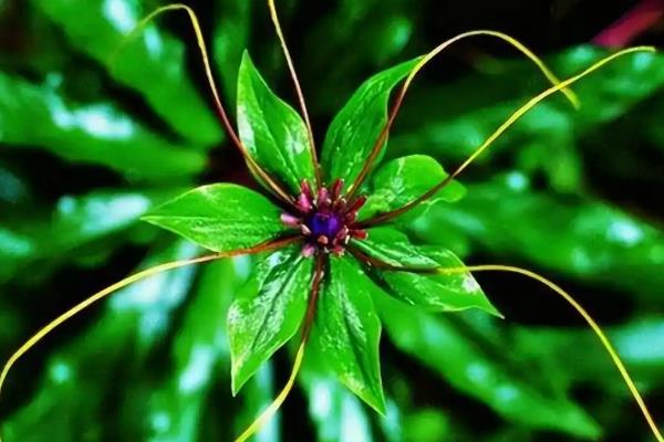 七叶一枝花的种植方法,每穴播撒2-3粒种子