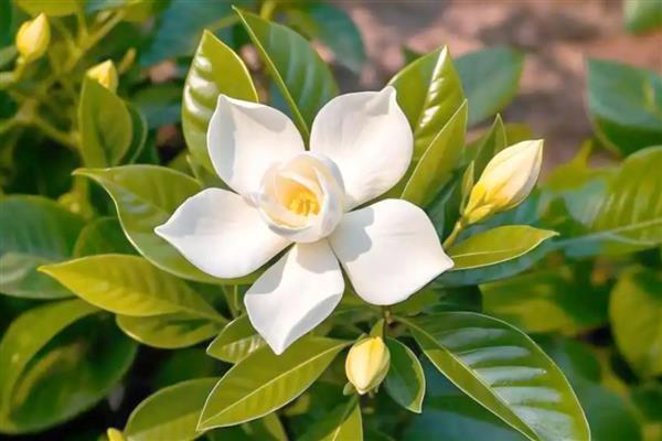 橘子皮泡水发酵后适合浇什么花,适合浇栀子花