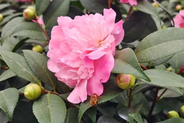 橘子皮泡水发酵后适合浇什么花,适合浇栀子花