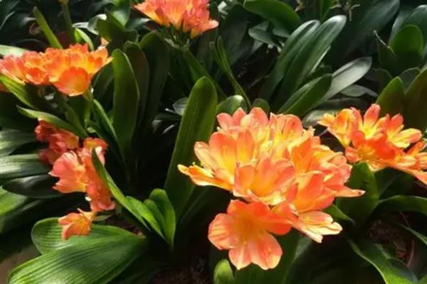 橘子皮泡水发酵后适合浇什么花,适合浇栀子花