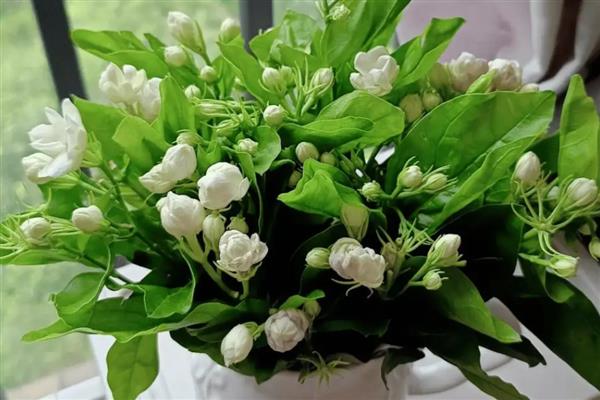 橘子皮泡水发酵后适合浇什么花,适合浇栀子花