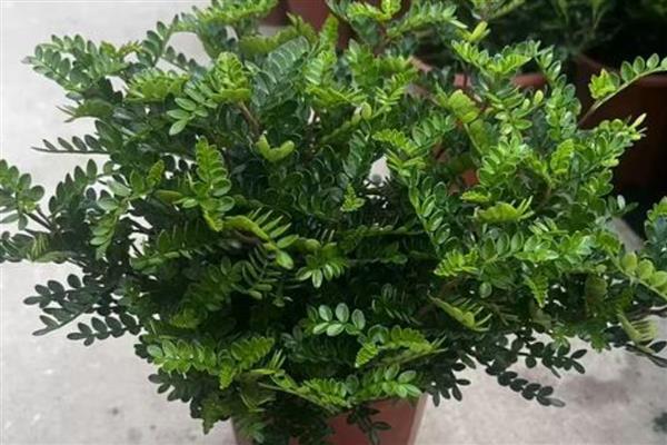 橘子皮泡水发酵后适合浇什么花,适合浇栀子花