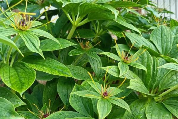 七叶一枝花的种植方法,每穴播撒2-3粒种子