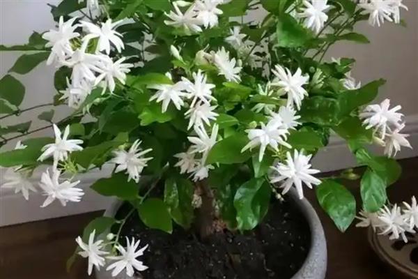 橘子皮泡水发酵后适合浇什么花,适合浇栀子花