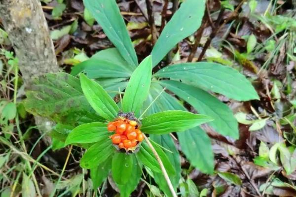 七叶一枝花的种植方法,每穴播撒2-3粒种子