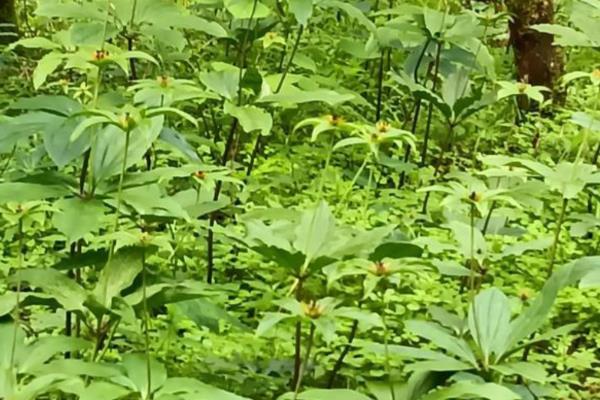 七叶一枝花的种植方法,每穴播撒2-3粒种子