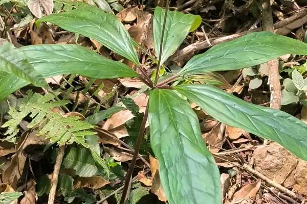 七叶一枝花的种植方法,每穴播撒2-3粒种子