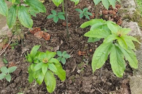 七叶一枝花的种植方法,每穴播撒2-3粒种子