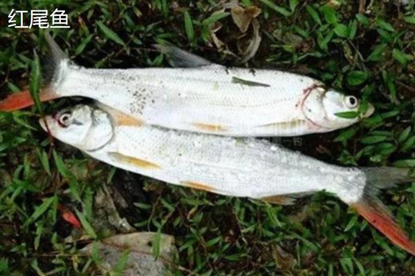 红尾鱼用什么钓最好,推荐用小鱼、小虾、蚯蚓钓
