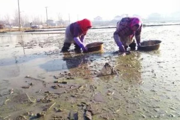 慈姑怎么种植,水田的水位要控制在3厘米