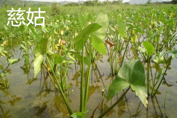 慈姑怎么种植,水田的水位要控制在3厘米