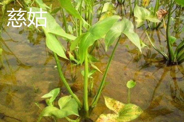 慈姑怎么种植,水田的水位要控制在3厘米
