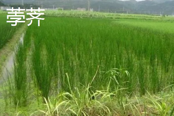 慈姑怎么种植,水田的水位要控制在3厘米