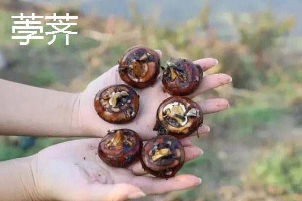 慈姑怎么种植,水田的水位要控制在3厘米
