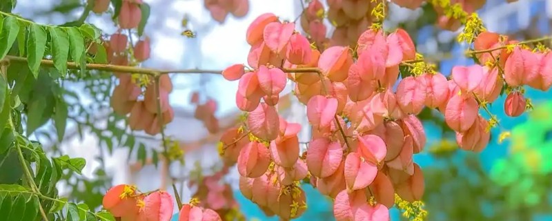 栾树红色的是果还是花，红色的是果