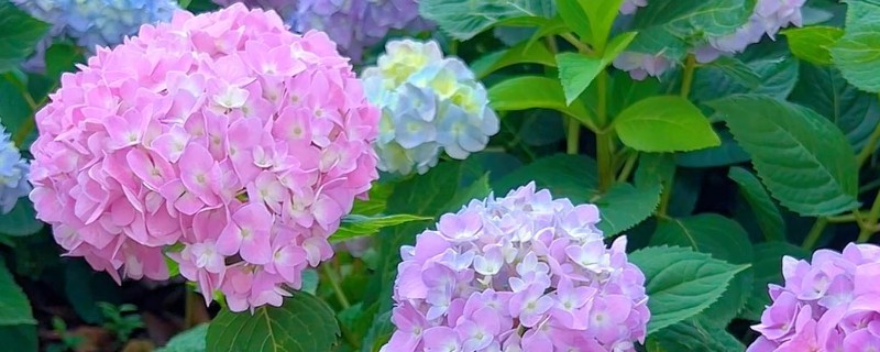 哪些花要低温养护才能开花,常见的有绣球花、君子兰等