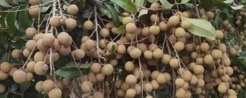 种植龙眼的条件,年均温度要达到21-23℃左右