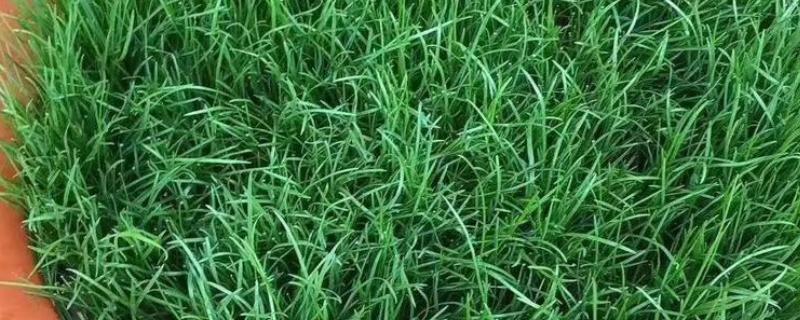黑麦草的种植方法,在春季播种为佳