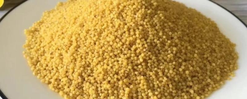 米脂油小米与黄小米的区别,颜色和营养价值均不同