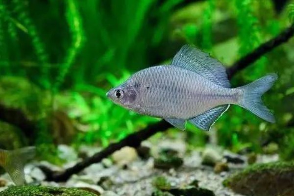 鳑鲏吃不吃黑壳虾，鳑鲏吃黑壳虾