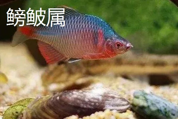 鳑鲏吃不吃黑壳虾，鳑鲏吃黑壳虾