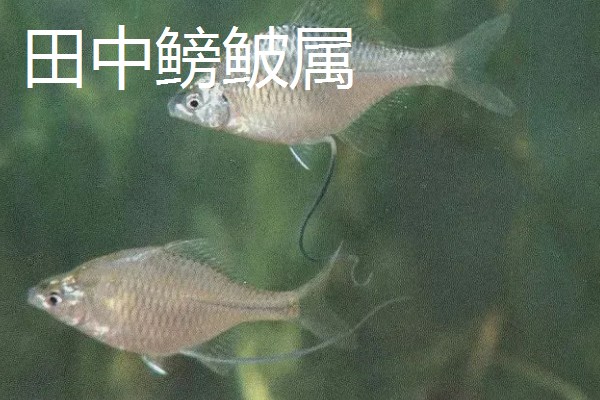 鳑鲏吃不吃黑壳虾，鳑鲏吃黑壳虾