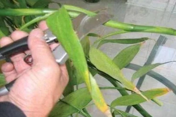 富贵竹怎么修剪,过高的竹芽要剪除