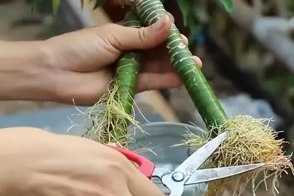 富贵竹怎么修剪,过高的竹芽要剪除