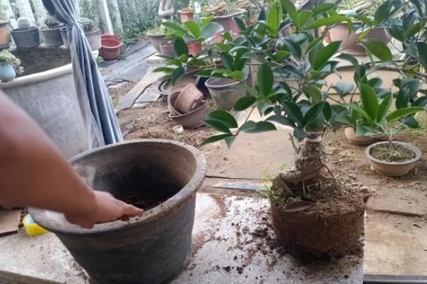 给桂花换盆要注意什么，需剪除不良根系并消毒