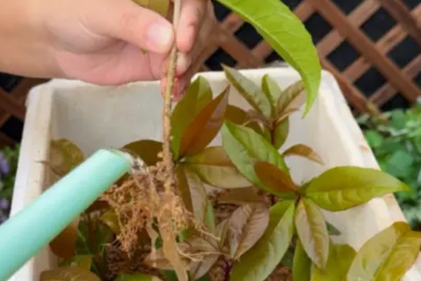 给桂花换盆要注意什么，需剪除不良根系并消毒