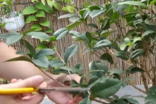 给桂花换盆要注意什么，需剪除不良根系并消毒