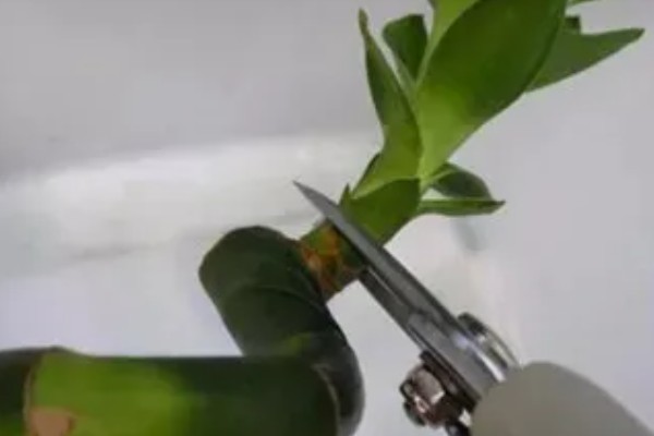 富贵竹怎么修剪,过高的竹芽要剪除