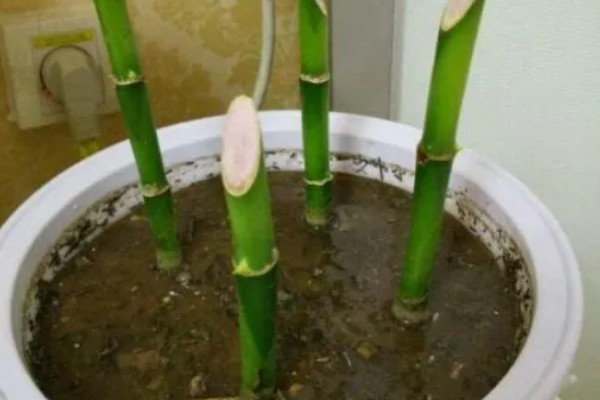 富贵竹怎么修剪,过高的竹芽要剪除