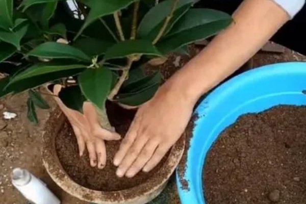 给桂花换盆要注意什么，需剪除不良根系并消毒