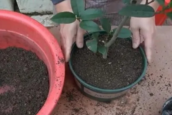 给桂花换盆要注意什么，需剪除不良根系并消毒