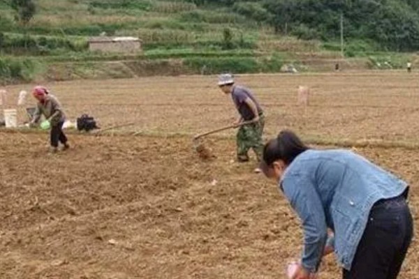秋萝卜如何种植，播种前应精选种子