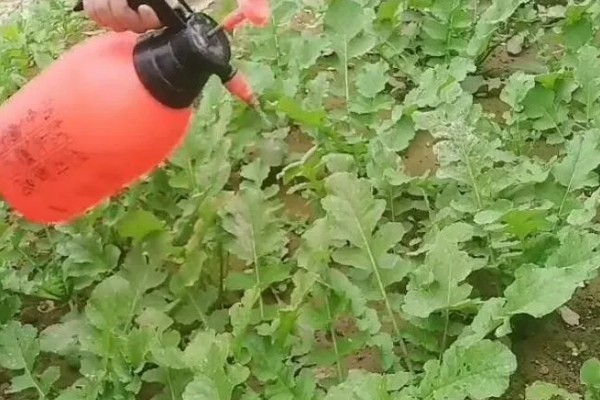 秋萝卜如何种植，播种前应精选种子