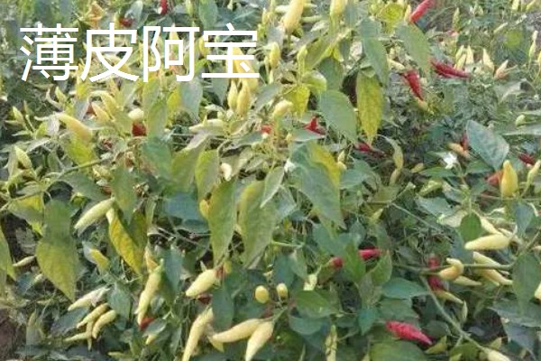 泡椒的产地，主要分布在四川、广西、云南等地