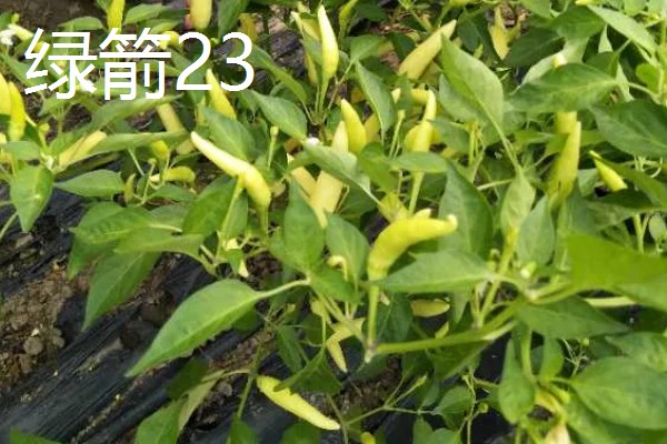泡椒的产地，主要分布在四川、广西、云南等地