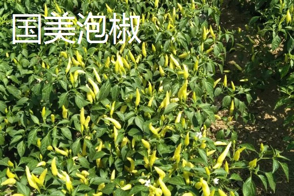 泡椒的产地，主要分布在四川、广西、云南等地