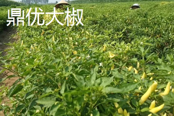 泡椒的产地，主要分布在四川、广西、云南等地