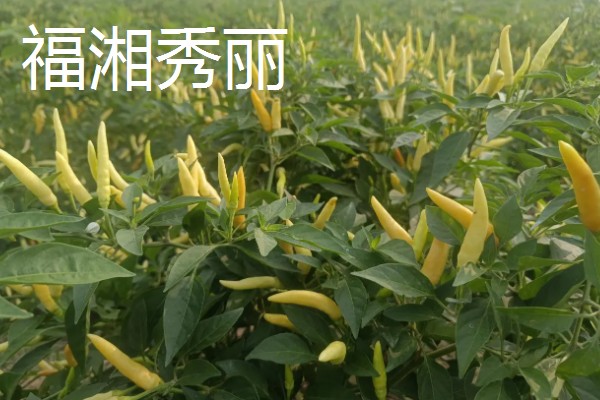泡椒的产地，主要分布在四川、广西、云南等地