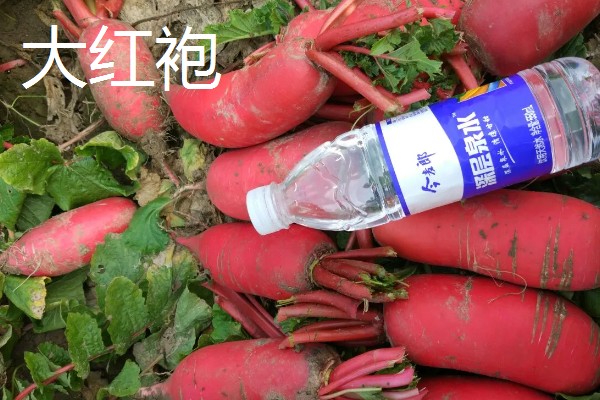 秋萝卜如何种植，播种前应精选种子
