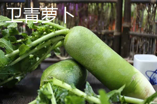秋萝卜如何种植，播种前应精选种子