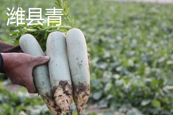 秋萝卜如何种植，播种前应精选种子
